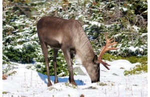 caribou pic