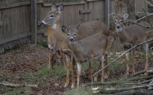 deer cwd story 12-23-14