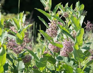 image of a lush patch of milkweed in full bloom.
