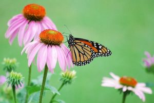 Monarch Butterfly on a Purple Coneflower.