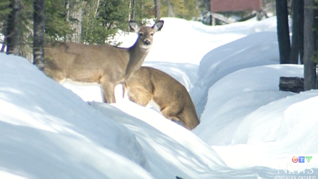 CTV Northern Ontario: Deer helpers